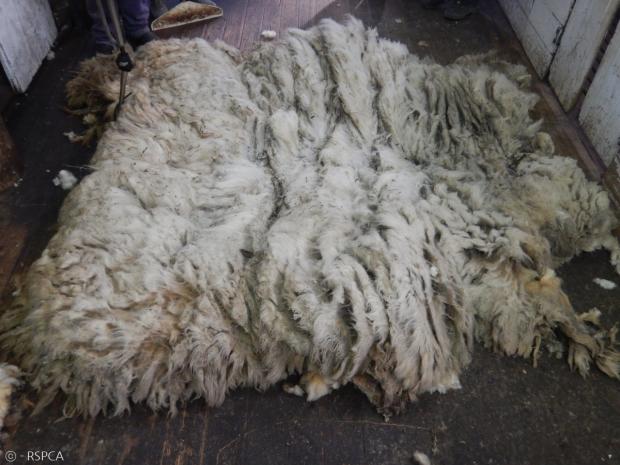 유에니스의 양털. 4년치 양털로, 무게가 20킬로그램에 달했다.