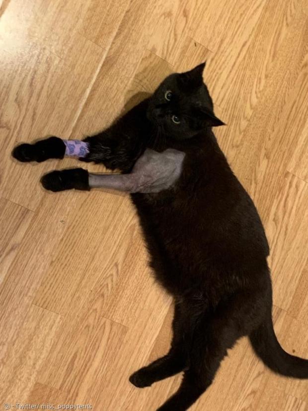 1년 전 수술 면도를 받은 검은 고양이.