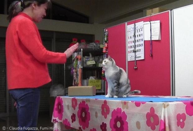 히가키 후미 훈련사와 고양이 에비스가 7개월간 미러링 실험을 했다.