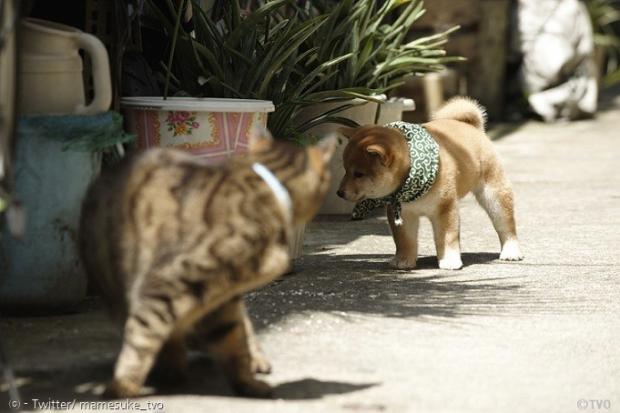 마메스케가 시선을 피해보지만, 고양이 형은 계속 마메스케를 쏘아본다.