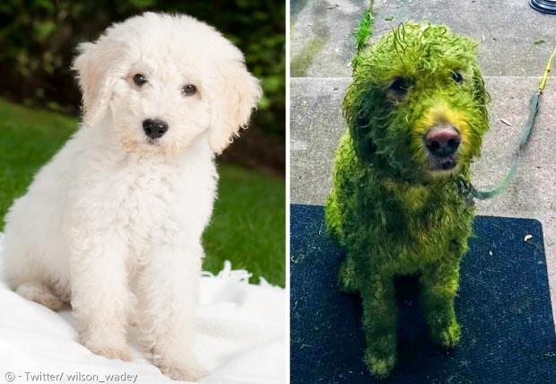 하얀 개가 잔디밭을 굴렀다가 초록색 풀 물이 들었다.(오른쪽 사진) [왼쪽 사진 출처: PIXABAY] 