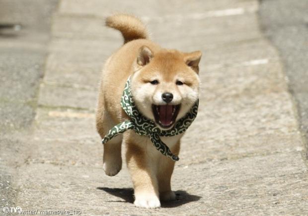 산책하자 신난 강아지 마메스케. 텔레비전 오사카의 마스코트견 마메스케 7대를 이은 강아지다.