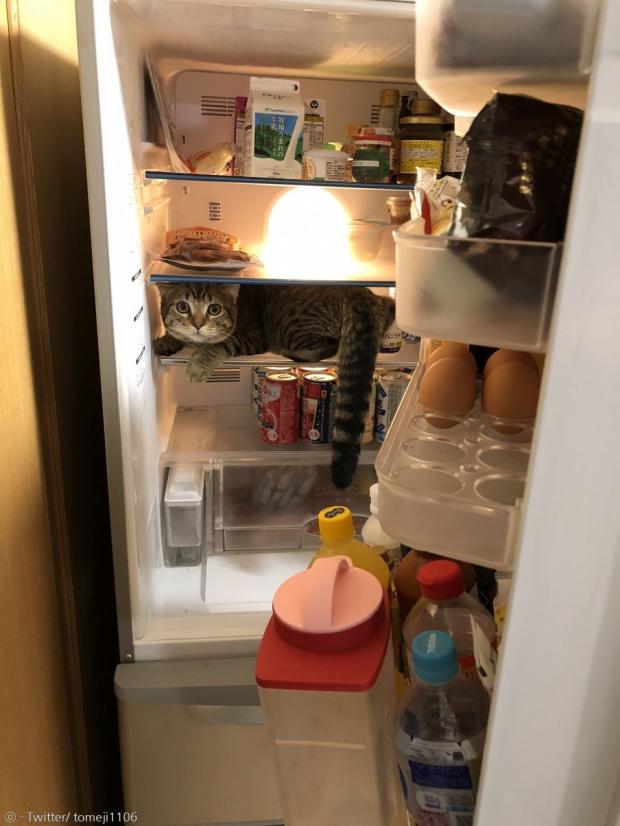 집사가 냉장고 문을 열고 냉장고 안에서 고양이 갓짱을 발견하고 깜짝 놀랐다.