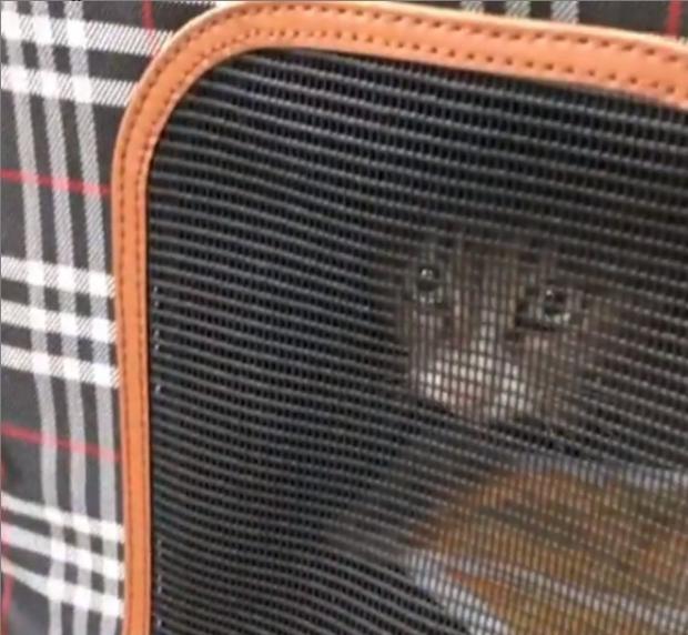 화재가 발생한 울산의 주상복합아파트에서 생존한 고양이가 발견됐다. 울산매일 인스타그램 캡처. 