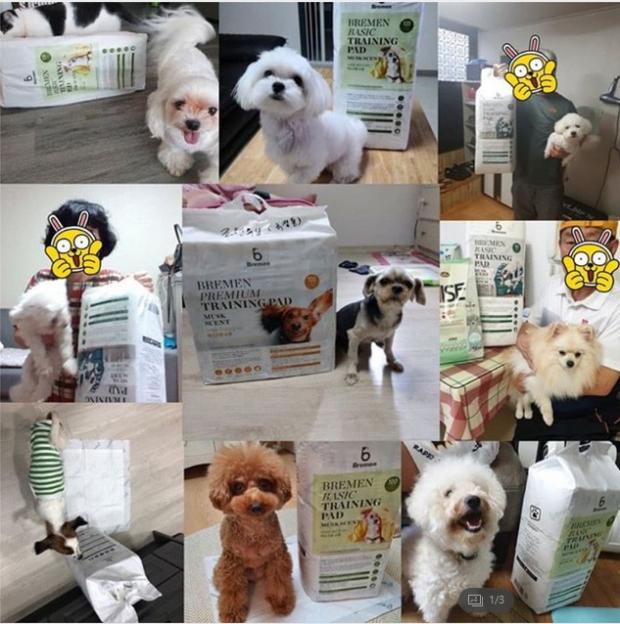브레멘이 최근 장애인과 반려동물을 위해 성남복지관에 반려동물용품을 기부했다.  
