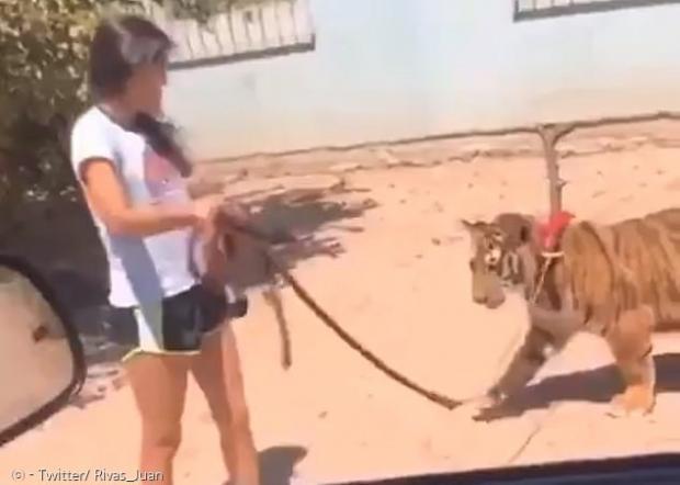 멕시코 거리에서 소녀가 호랑이를 산책시키는 모습이 목격돼, 충격을 줬다.