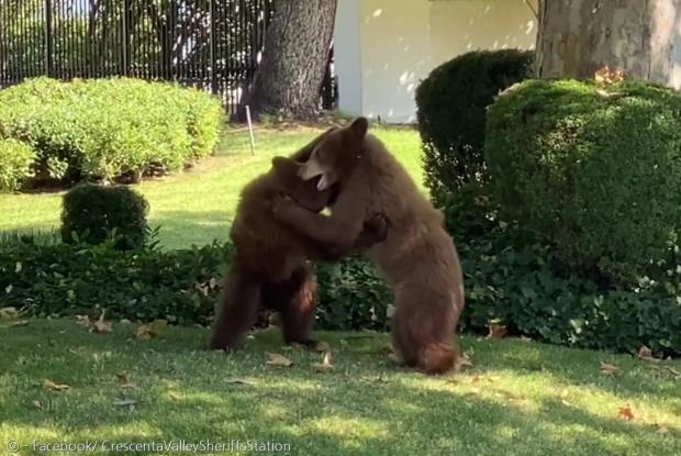 아기곰 형제가 주택가 앞마당에서 레슬링을 하다가, 엄마곰을 따라서 숲으로 돌아갔다.