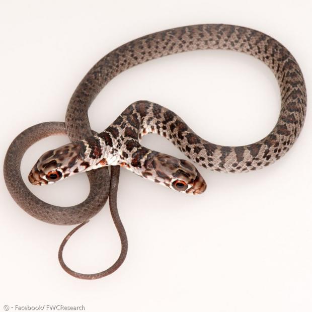 이 뱀은 검은채찍뱀으로, 일란성 쌍둥이가 배아 발달단계에서 분리되지 못하고 머리가 결합돼 한 몸에 머리 둘 달린 뱀이 됐다.   