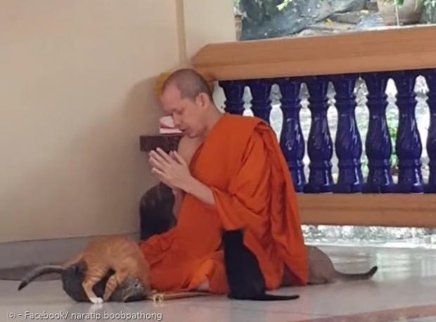 독경하는 태국 승려 앞에서 새끼고양이 4마리가 장난을 쳐서, 승려를 번뇌에 들게 했다.