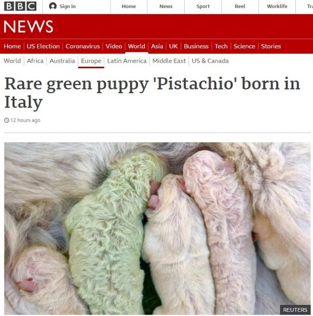 영국 공영방송 BBC가 이탈리아에서 태어난 초록색 강아지 뉴스를 전했다. [출처: BBC 갈무리]