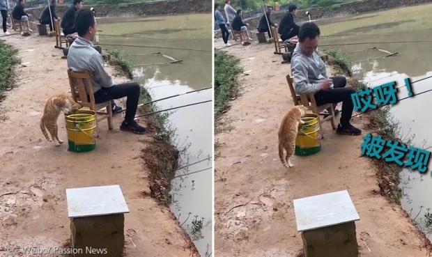 황색 고양이가 낚시꾼이 낚은 물고기를 몰래 훔치려다가(왼쪽 사진) 낚시꾼에게 걸렸다.(오른쪽 사진) [출처: 중국 연신문 웨이보] 