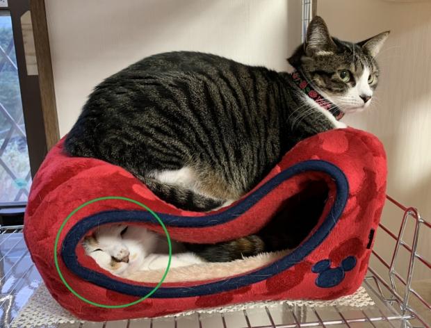 동생 고양이 하치미츠가 언니 사쿠라(초록색 원)가 자는 돔 침대를 깔고 앉았다. [출처: Twitter/ mifuyu_916]