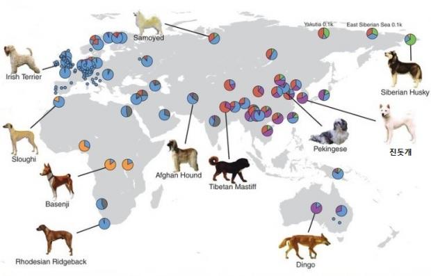 아프리카, 유럽, 시베리아, 아시아 개들의 혈통 근원. 파란색이 많은 것으로 보아 근현대 유럽 개들의 피가 많이 섞인 것을 알 수 있다. [출처: 사이언스지, 공동 연구진]