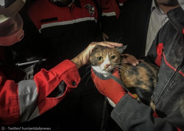 수색견 밥이 터키 강진 잔해 속에서 30시간 갇혀있던 고양이 우무트를 구조했다.