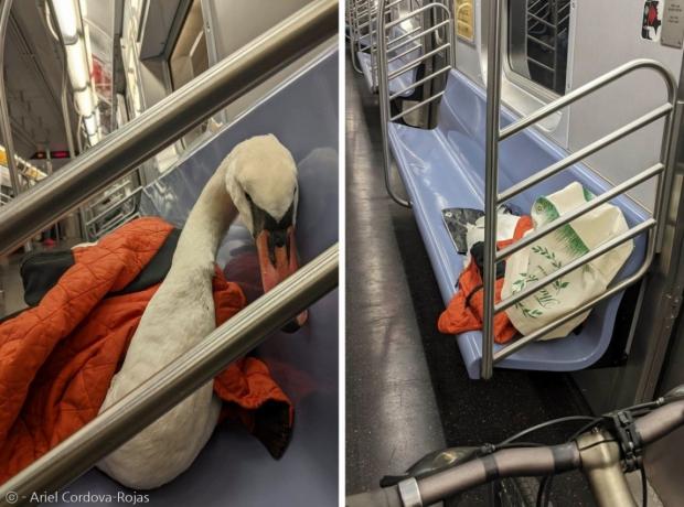 새 구조 활동가 애리얼 코르도바-로하스가 아픈 백조를 구조해서, 뉴욕 지하철에 태워서 병원에 데려갔다.