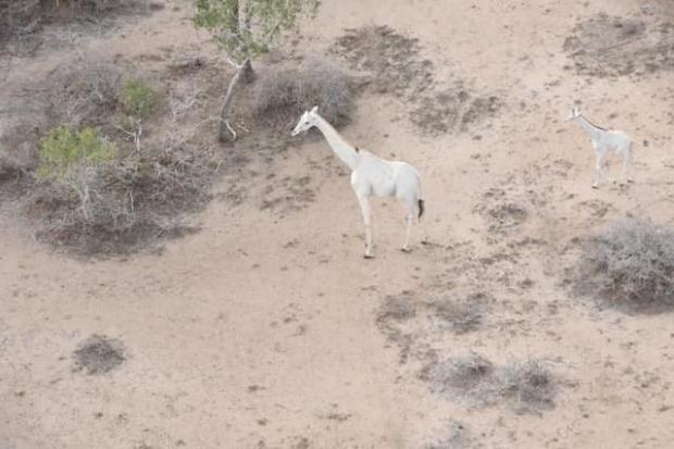 지난 8월 밀렵꾼에게 목숨을 잃은 하얀 기린 어미와 새끼. [출처: Facebook/ IshaqbiniHirola]