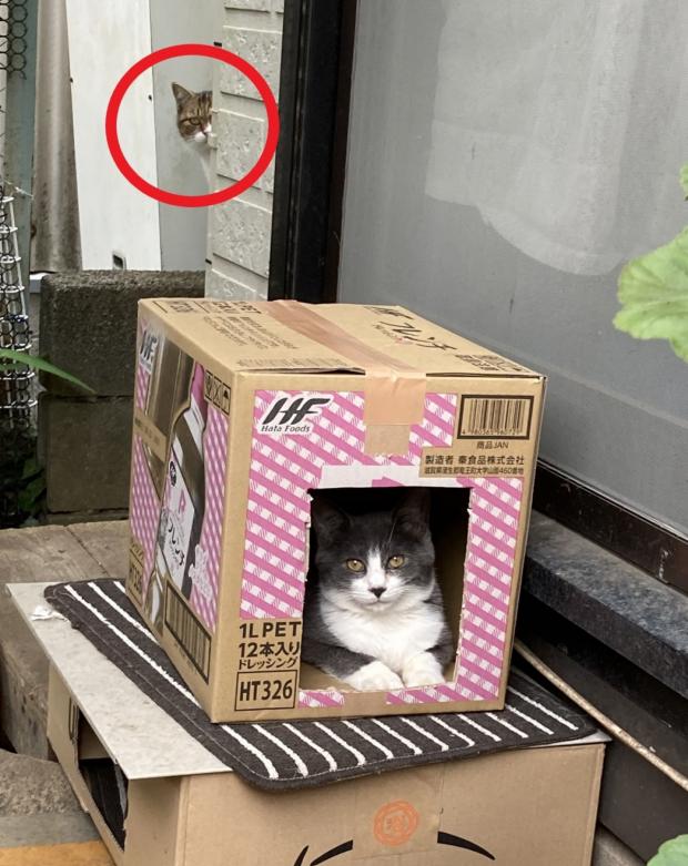 황색 고양이(빨간 원)이 모퉁이 뒤에서 새 고양이의 종이상자 집을 보면서 질투했다. [출처: Twitter/ HICKY5656]