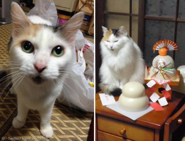 17살 삼색고양이는 환절기 털갈이 후에 몰라보게 달라져서, 집사 가족을 깜짝 놀라게 만들었다. 왼쪽이 여름 고양이, 오른쪽이 겨울 고양이다. [출처: Twitter/ kumi_ekimemo]