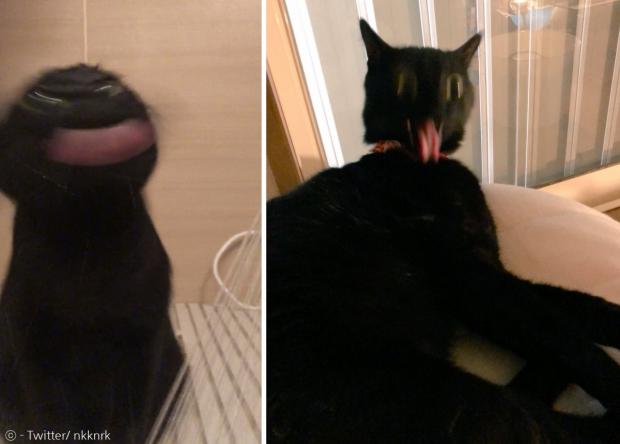 검은 고양이 코네로쿠의 굴욕사진들. [출처: Twitter/ nkknrk]