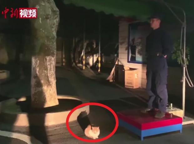 길고양이 출신 소방서 고양이 란마오(빨간 원)가 소방관과 함께 보초를 서고 있다. [출처: 웨이보/ 구이저우 소방]