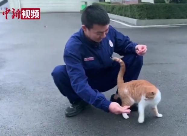 소방관이 고양이 란마오와 놀면서, 화재 현장에서 받은 극심한 스트레스를 해소했다. [출처: 웨이보/ 구이저우 소방]