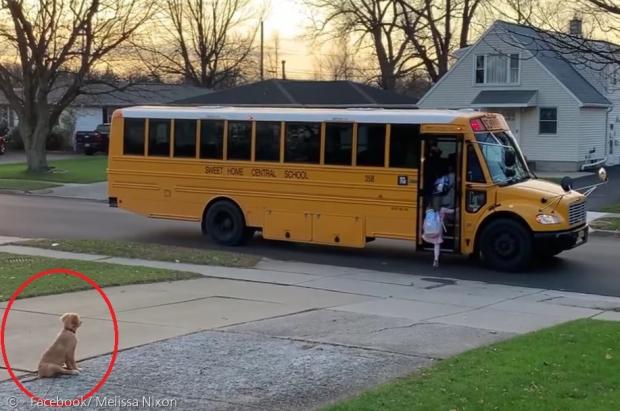 강아지 벤틀리(빨간 원)가 참을성 있게 아이들이 유치원 버스에 오르는 모습을 주시하고 있다.