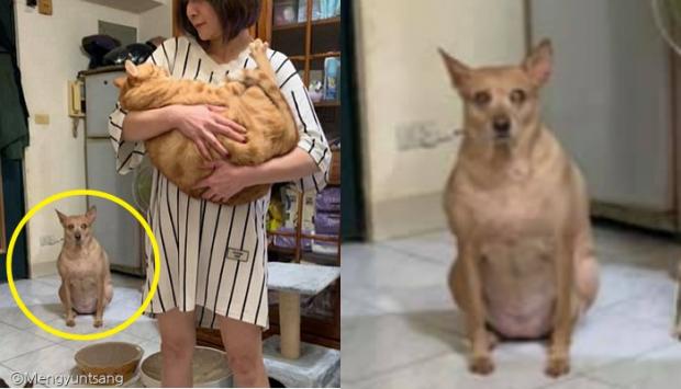 어와둥둥 이미지