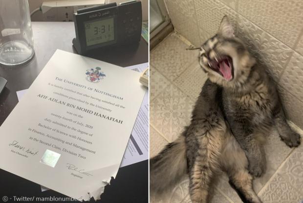 고양이 미카(오른쪽 사진)가 집사의 졸업장(왼쪽) 귀퉁이를 먹어버렸다. [출처: Twitter/ mamblonumber5]
