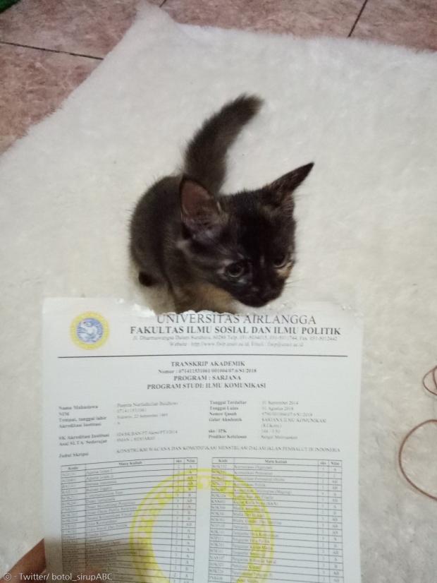 새끼고양이가 집사의 아이르랑가 대학교 성적증명서를 맛봤다. [출처: Twitter/ botol_sirupABC]