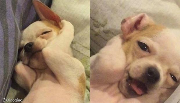 꿀잠 이미지