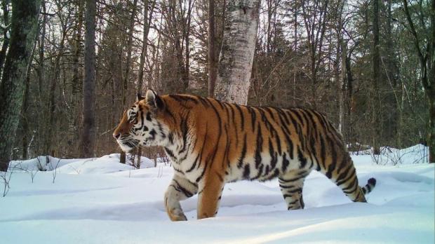 일명 백두산 호랑이로 불리는 아무르 호랑이. 사진 러시아 아무르호랑이센터.