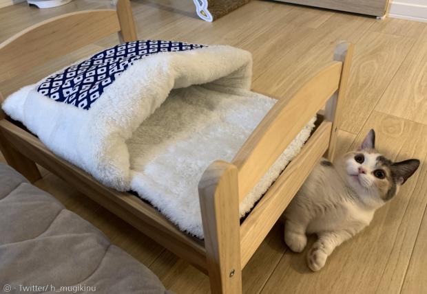 새 침대 밑 바닥에 누운 고양이 아라레. 집사의 소비는 또 실패했다!