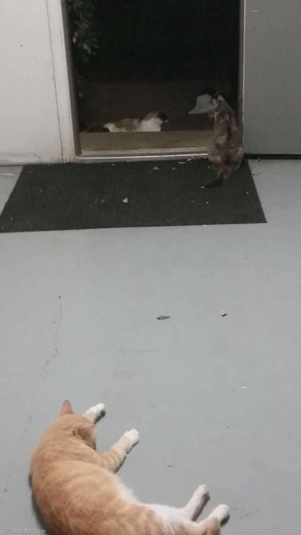 아파트단지를 내 집처럼 돌아다닌 외향성 고양이 조지(맨 아래쪽). [출처: 조디 맥크리]