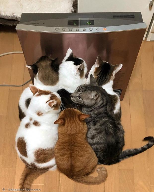 이 집사 못 쓰겠다옹! 