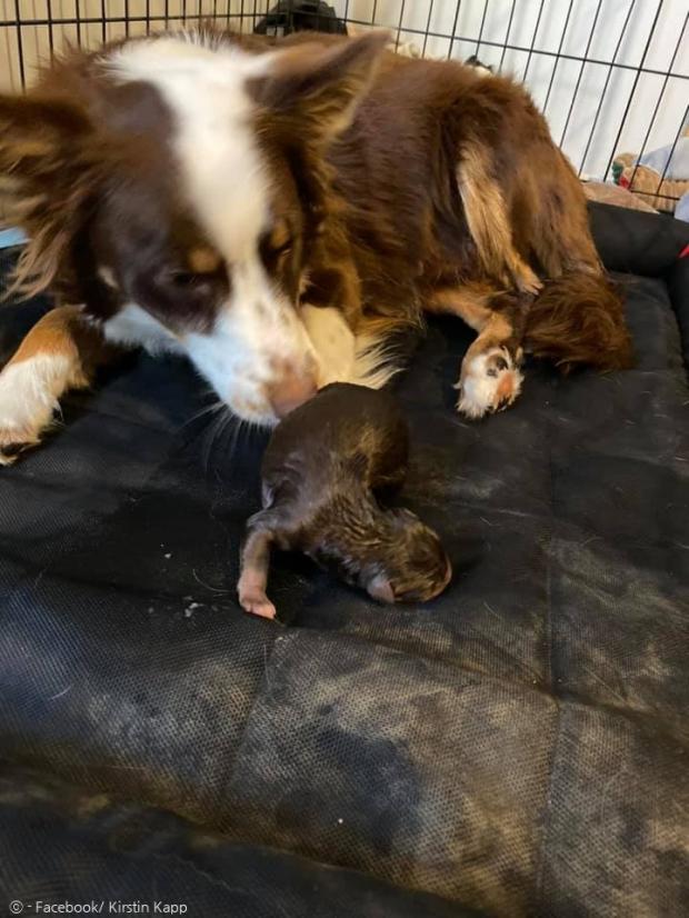 리디는 새해 강아지지 4마리를 낳고 엄마가 됐다. 