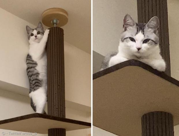 고양이가 지난 13일 밤 지진에 놀라 캣타워 기둥에 붙어있다가(왼쪽 사진), 지진이 멈춘 후 지진 탓을 집사에게 돌리며 노려봤다. [출처: Twitter/ archie_jp]