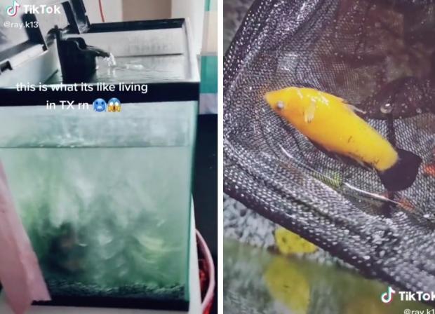 텍사스 주민 레니 킹 딸의 방에 있는 어항이 꽁꽁 얼었다. 어항 속 노란 몰리 물고기(오른쪽)는 움직이지 않아서 살았는지 기절했는지를 두고 틱톡 댓글에서 토론이 벌어졌다. [출처: TikTok/ ray.k13]