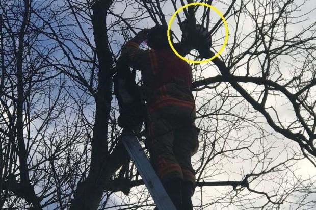 그레이터 맨체스터 소방관이 나무 위의 고양이(노란 원)를 구조하기 위해서 사다리를 타고 올라갔다. 정작 고양이는 구조 직전에 나무 아래로 뛰어내렸다. [출처: RSPCA]