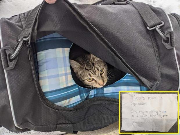 가방 안에 어미고양이 스프링클스와 새끼고양이 6마리가 있었다. 가방 안에서 쪽지(노란 사각형)도 발견됐다.
