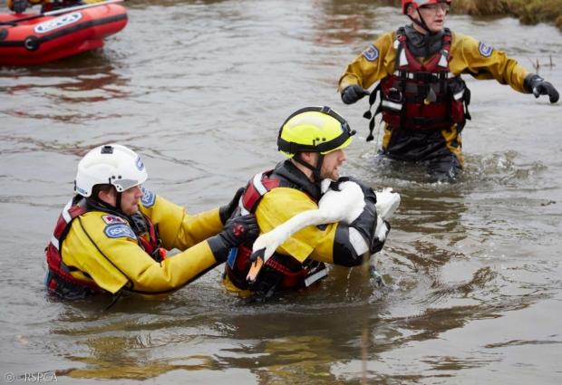 구조팀이 다리를 다친 보니를 호수에서 구조했다.