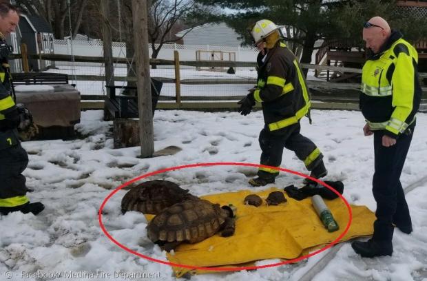 한 경찰이 구조된 거북 4마리(빨간 원)를 보고 미소 지었다. 거북이들 옆에 은색 산소통이 보인다.