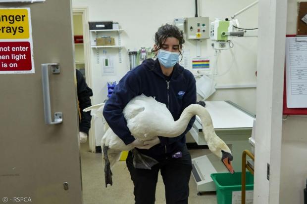 보니는 한 달간 스테이플리 그레인지 야생동물센터에 입원해서 다리를 치료 받았다.