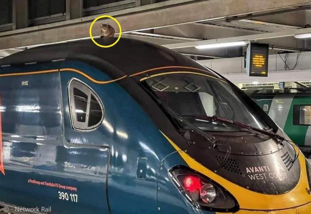 이 고양이(노란 원)는 맨체스터행 고속열차가 출발하기 30분 전에 발견돼, 추락과 고압선 감전 위험을 간신히 모면했다.