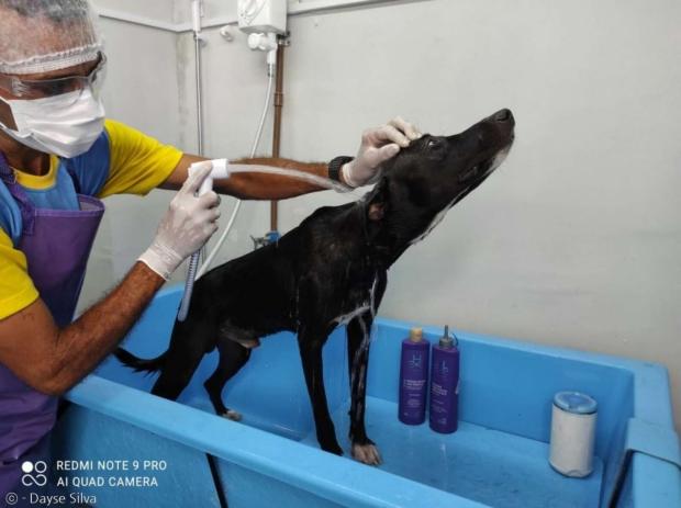 동물병원 직원이 검은 개를 깨끗하게 씻겼다.