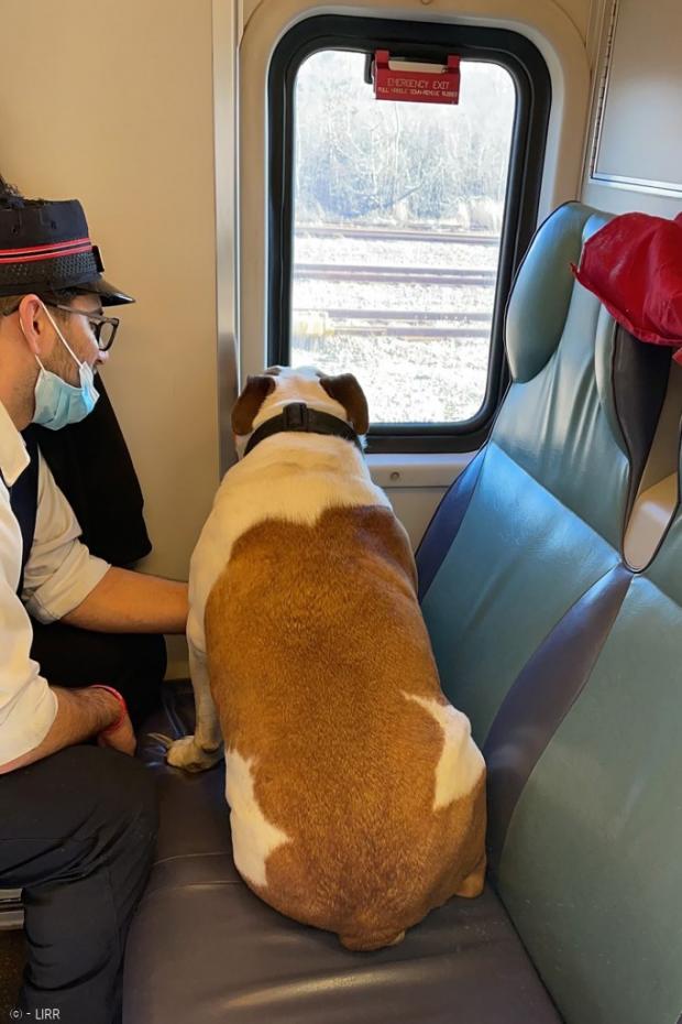 애타는 견주 속도 모르고 샘슨은 기차여행을 즐겼다. 