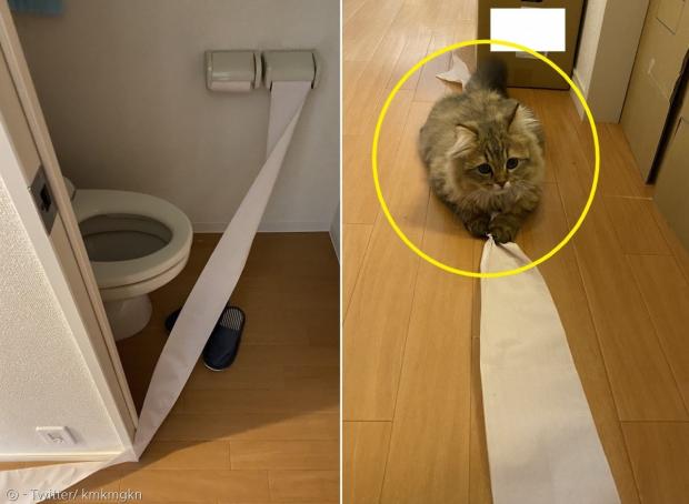 화장실 밖까지 길게 풀린 화장실 휴지 끝에 고양이(노란 원)가 있었다! [출처: Twitter/ kmkmgkn]