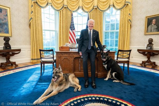 조 바이든 미국 대통령의 반려견 챔프와 메이저(오른쪽)가 백악관에 돌아왔다. [출처: 백악관 공식 사진/ 애덤 슐츠]