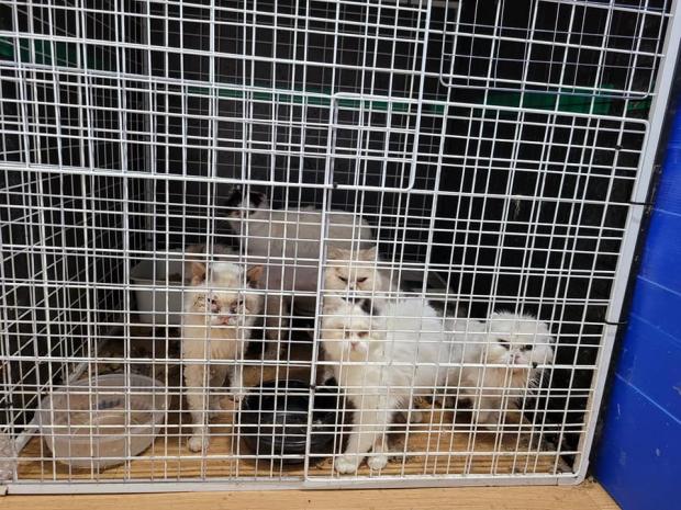 광주광역시 연립주택 지하방에 위치한 불법 고양이 번식장이 적발되고 품종묘 45마리가 구조됐다. 