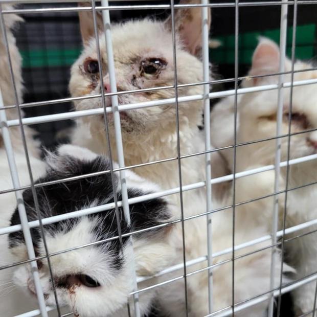 광주광역시 연립주택 지하방에 위치한 불법 고양이 번식장이 적발되고 품종묘 45마리가 구조됐다. 사진 비글구조네트워크.