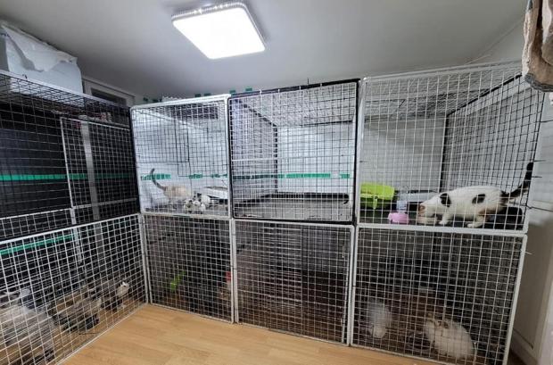 광주광역시 연립주택 지하방에 위치한 불법 고양이 번식장이 적발되고 품종묘 45마리가 구조됐다. 